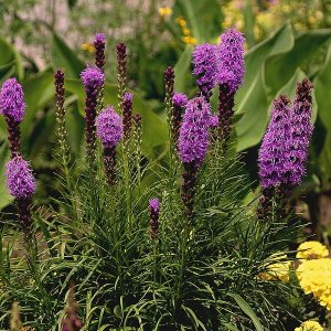 Šuškarda klasnatá - Liatris spicata ´KOBOLD´, kont. P9